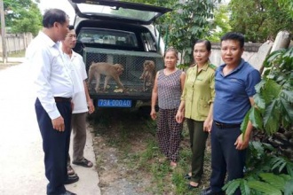 Tiếp nhận thú Linh trưởng nguy cấp, quý, hiếm để cứu hộ và thả về môi trường tự nhiên